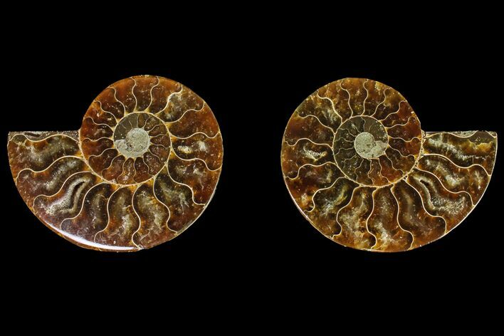Agatized Ammonite Fossil - Madagascar #145982